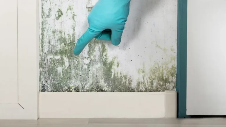 How to Manage Mildew Growth: The Definitive Editorial Guide
